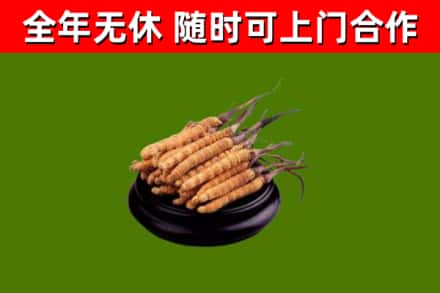沈阳市回收散虫草